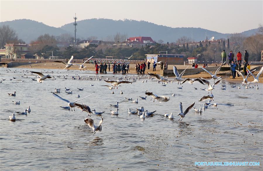 Gaivotas encantam turistas na zona costeira de Qinhuangdao no norte da China