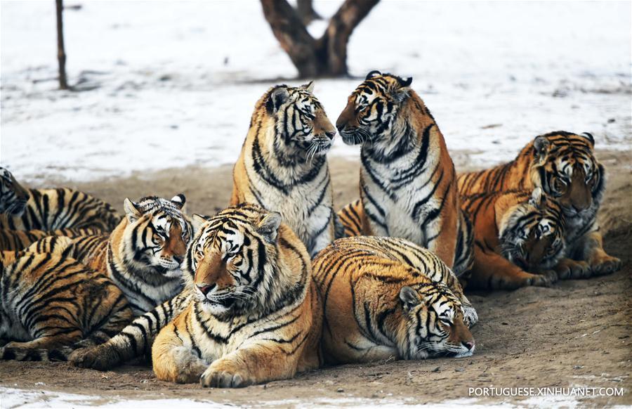 Tigres siberianos de Harbin enfrentam sobrepeso