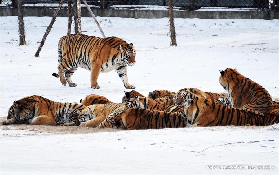 Tigres siberianos de Harbin enfrentam sobrepeso