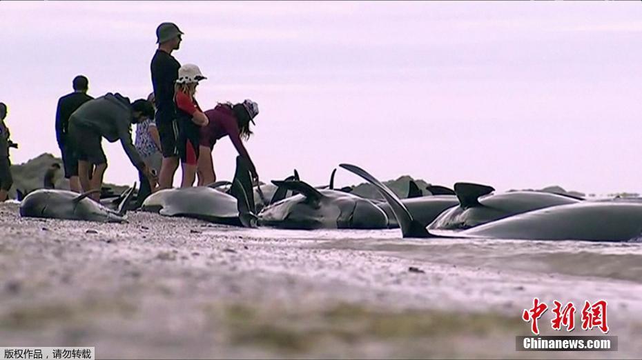 Centenas de baleias mortas colocam em risco a segurança de uma praia na Nova Zelândia