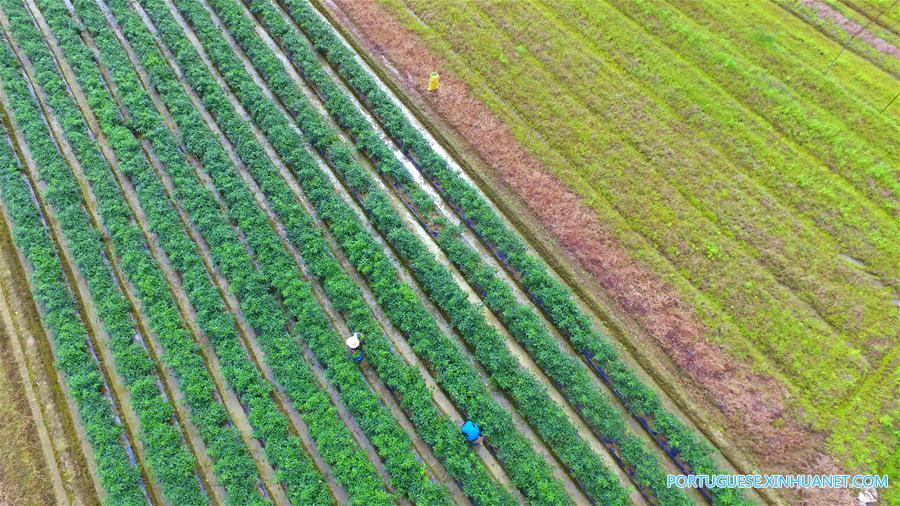 Agricultores trabalham nos campos em Hainan