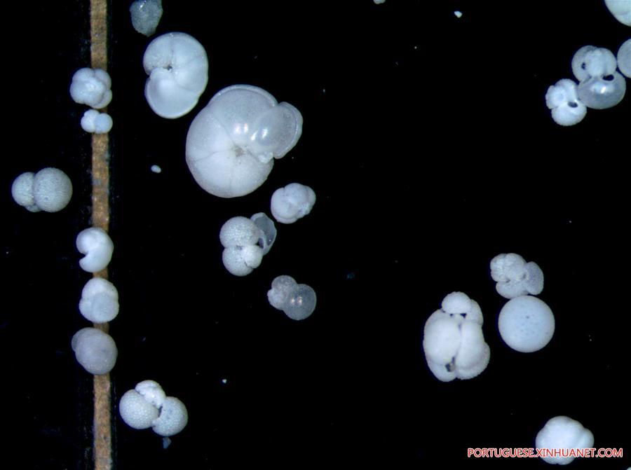 Expedição ao Mar do Sul da China extrai amostras de protozoários foraminíferos