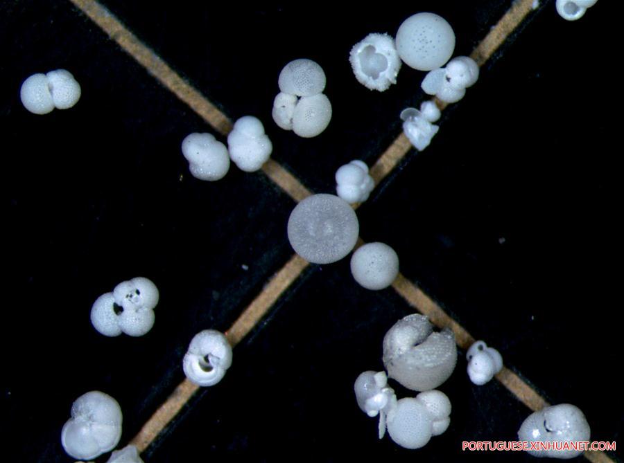 Expedição ao Mar do Sul da China extrai amostras de protozoários foraminíferos