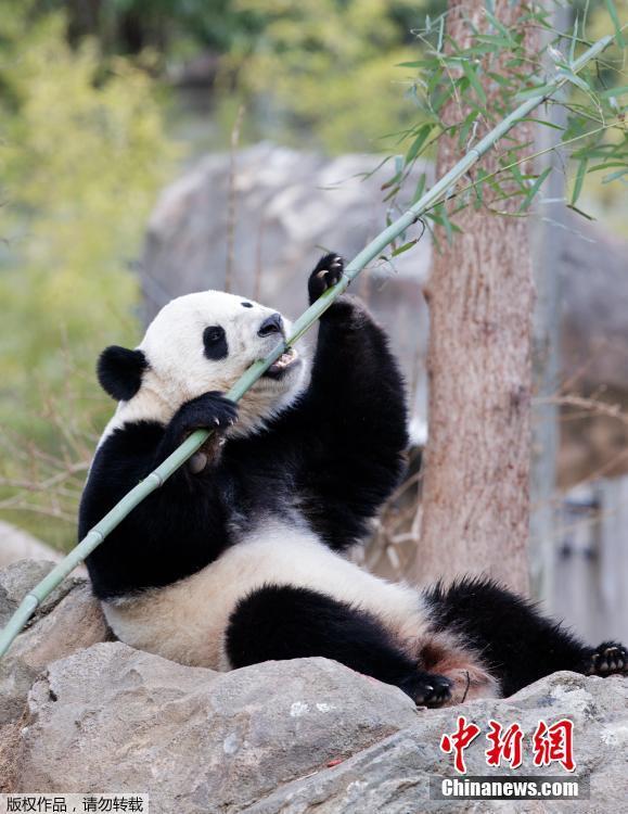 Panda gigante nos EUA volta para a China
