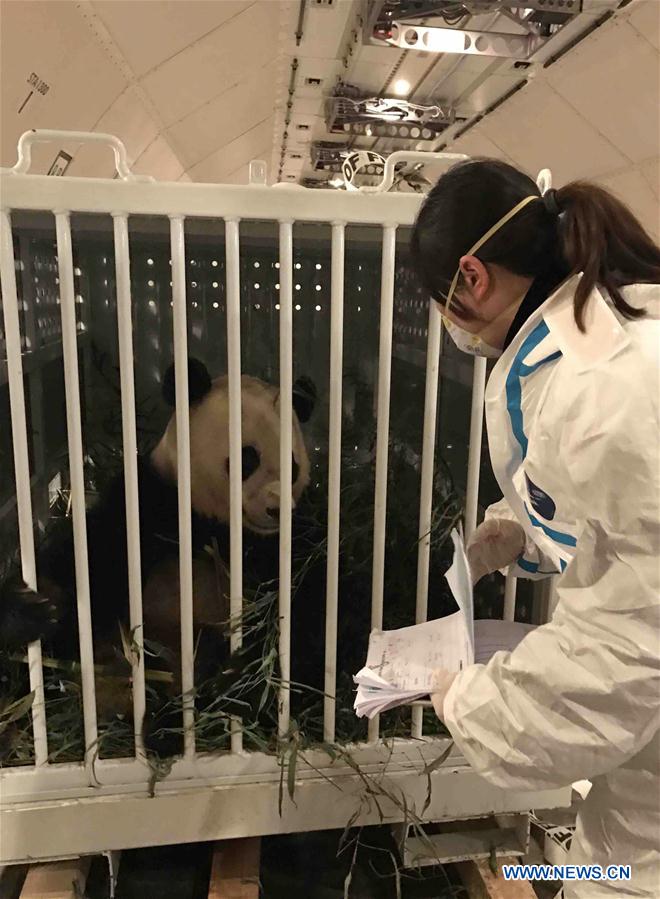 Panda gigante “Bao Bao” chega à China