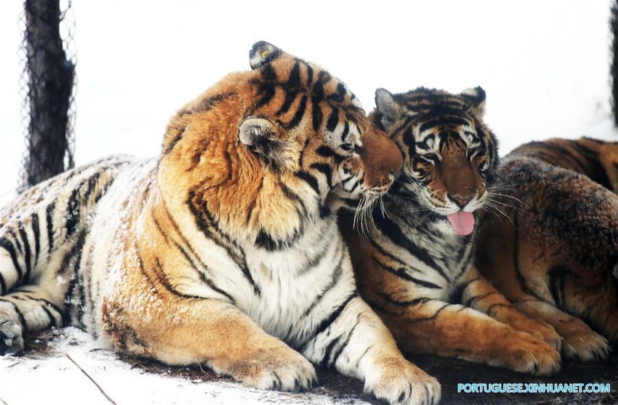 Em imagens: tigres siberianos no nordeste da China