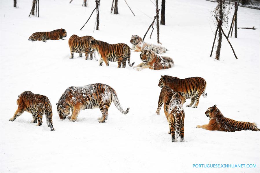 Em imagens: tigres siberianos no nordeste da China