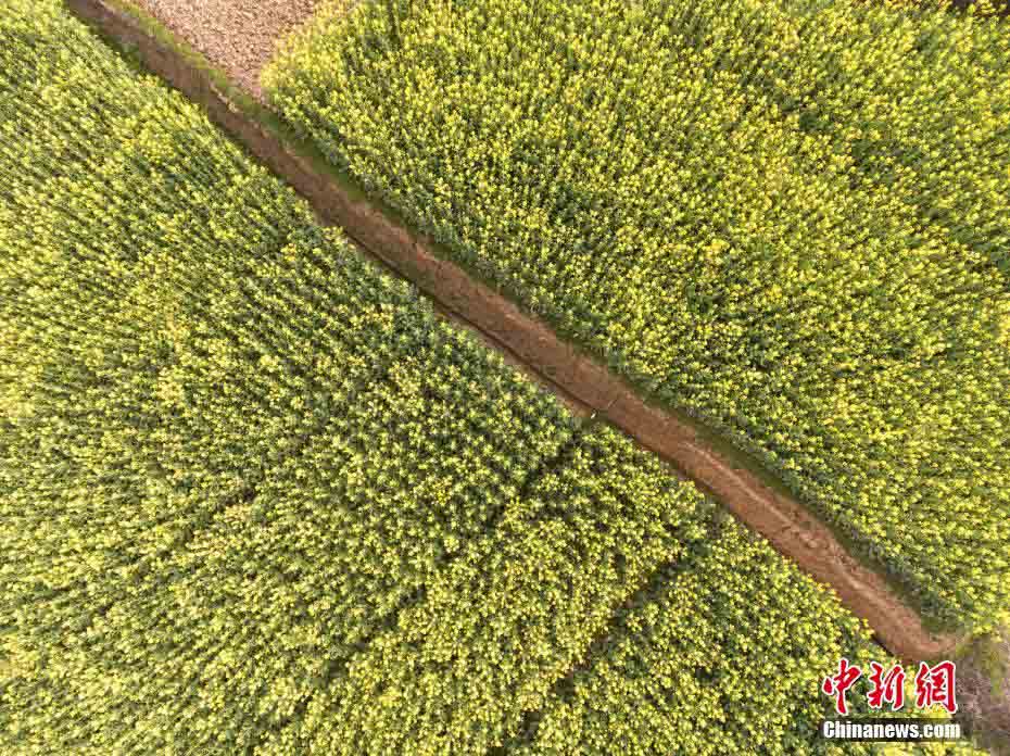 Paisagem dos campos floridos em Jiangxi