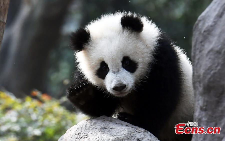Pequeno panda perseverante faz as delícias dos internautas