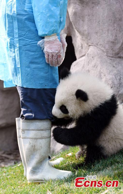 Pequeno panda perseverante faz as delícias dos internautas