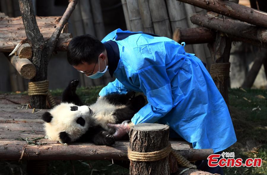 Pequeno panda perseverante faz as delícias dos internautas