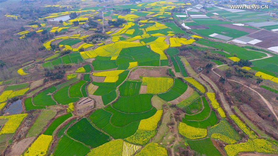Panorama dos campos floridos no sudoeste da China