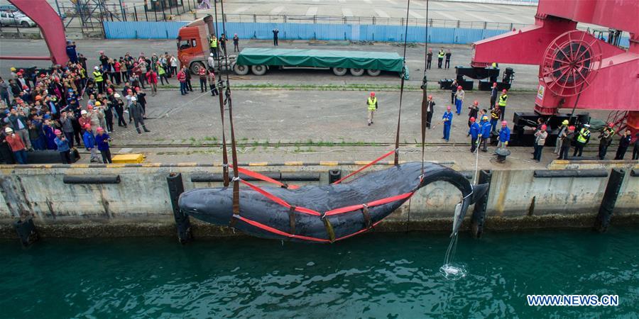 Cachalote morre após ser resgatado em cais no sul da China