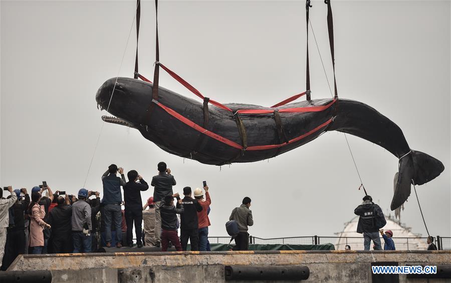 Cachalote morre após ser resgatado em cais no sul da China