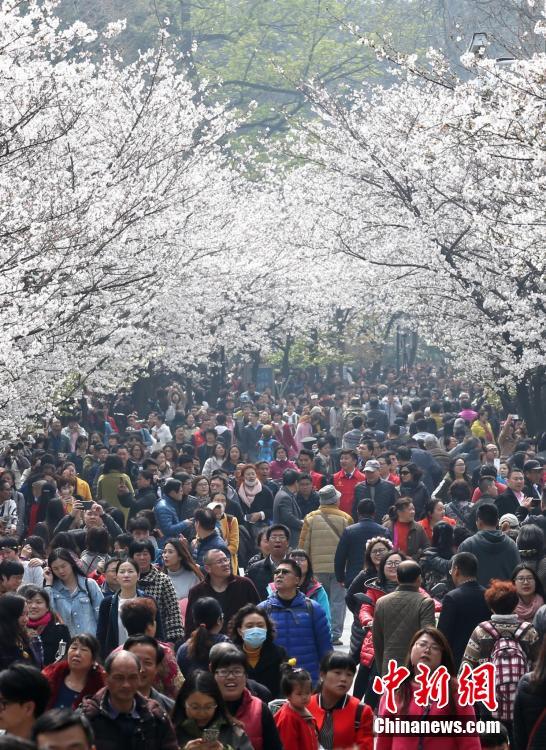 Multidões juntam-se na Avenida das Flores de Cerejeira de Nanjing para apreciar beleza primaveril