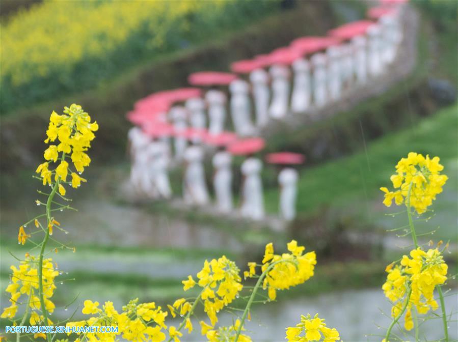 Campos de flores de canola em Zhejiang