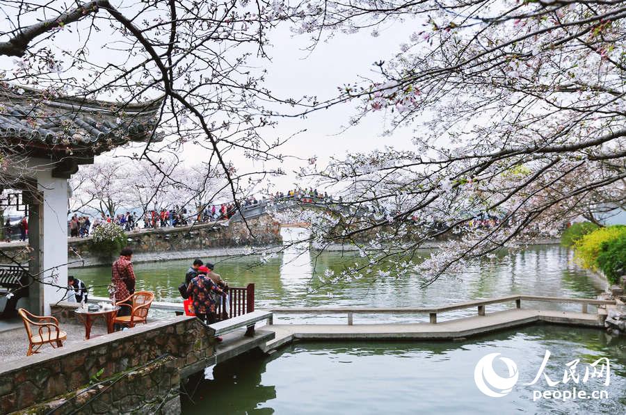 Flores de cerejeira desabrocham em Wuxi