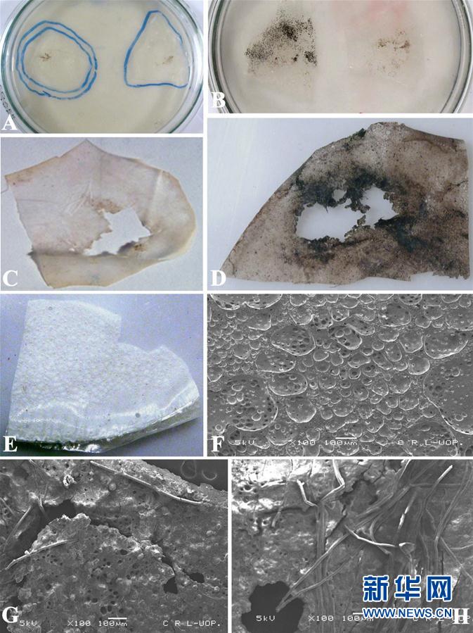 Novo fungo que digere plástico pode resolver o problema de lixo