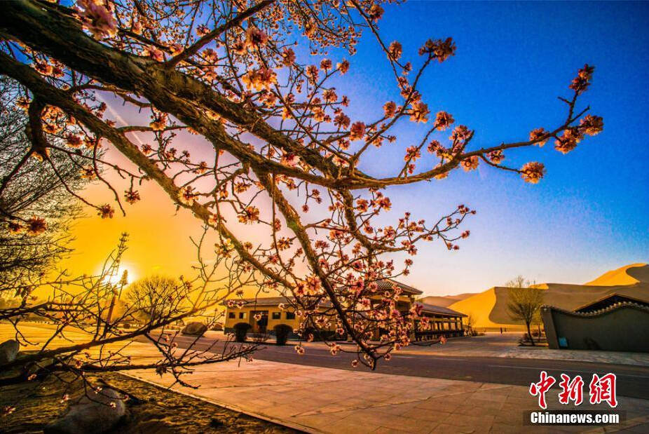 Flores de damasco desabrocham em deserto de Gansu
