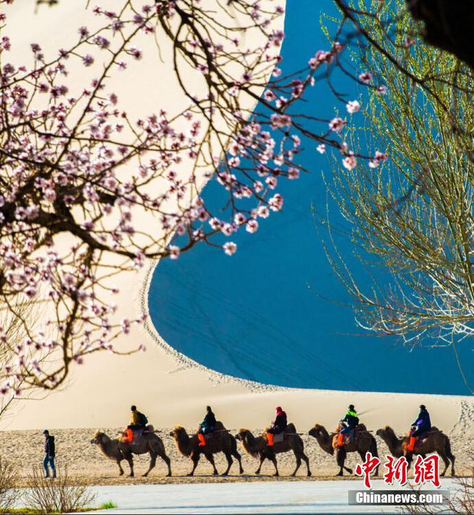 Flores de damasco desabrocham em deserto de Gansu
