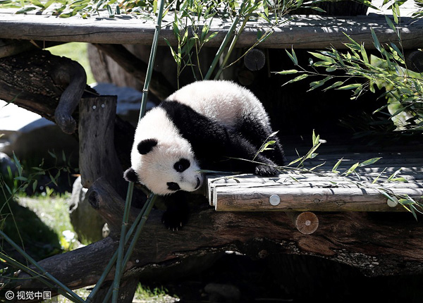 Cria de panda “Chulina” acompanhada por amigos especiais no primeiro passeio ao ar livre