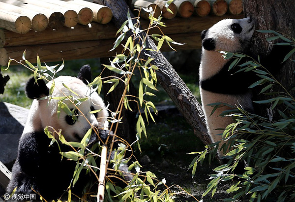 Cria de panda “Chulina” acompanhada por amigos especiais no primeiro passeio ao ar livre