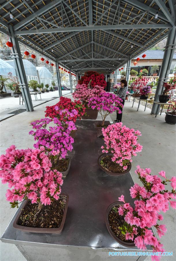 Mina abandonada transforma-se em jardim de cultivo de flores em Zhejiang