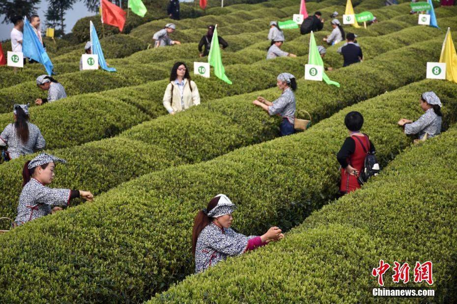 Galeria: Festival da Colheita do Chá em Sichuan