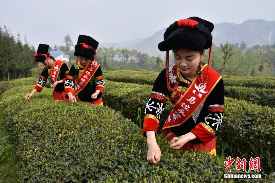 Galeria: Festival da Colheita do Chá em Sichuan