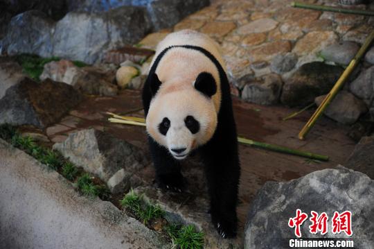 Três pandas nascidos no Japão são devolvidos ao centro de procriação na China