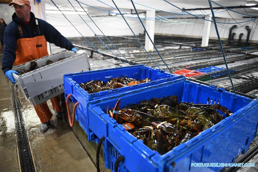 Cresce o número de exportações de lagosta dos EUA para a China