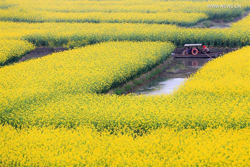 Paisagem florida em Jiangsu atrai turistas