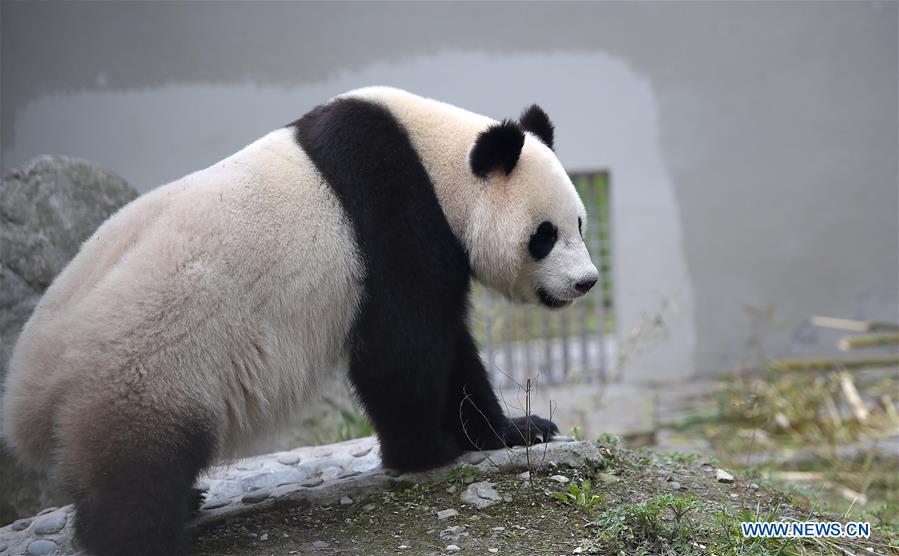 Filhotes de panda mudam-se para palácio holandês