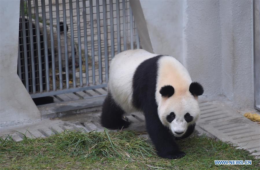 Filhotes de panda mudam-se para palácio holandês