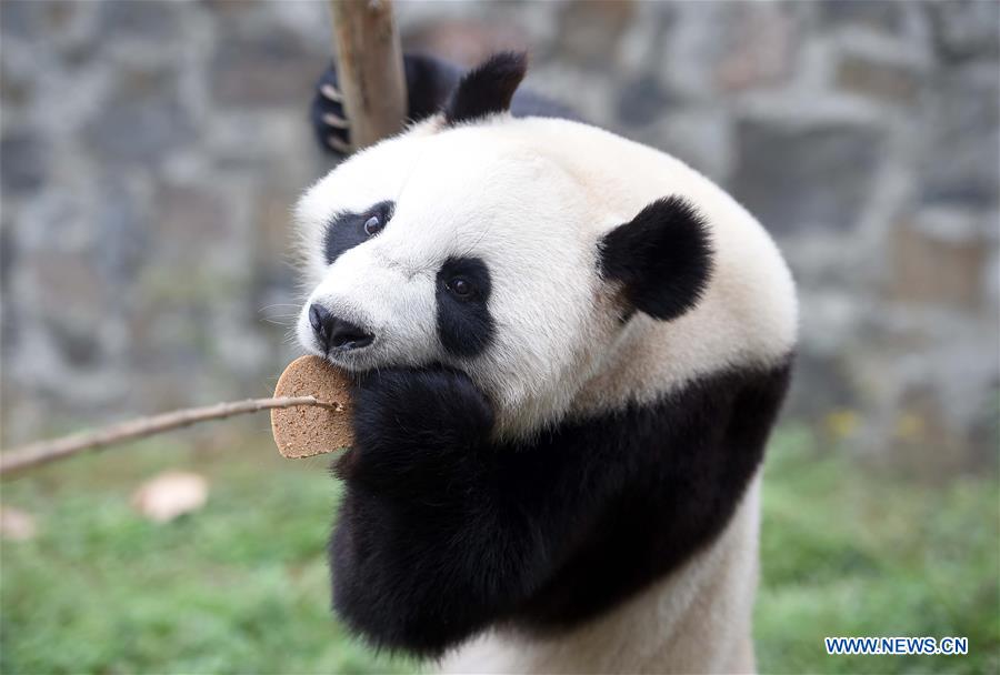 Filhotes de panda mudam-se para palácio holandês