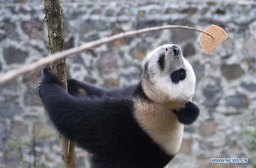 Filhotes de panda mudam-se para palácio holandês