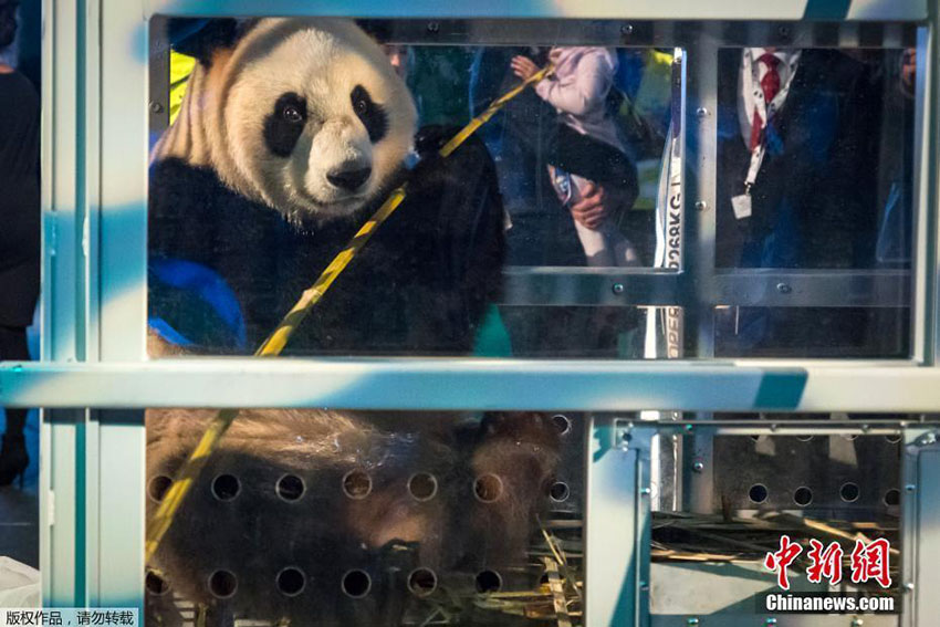 Filhotes de panda gigante se tornam estrelas na Holanda