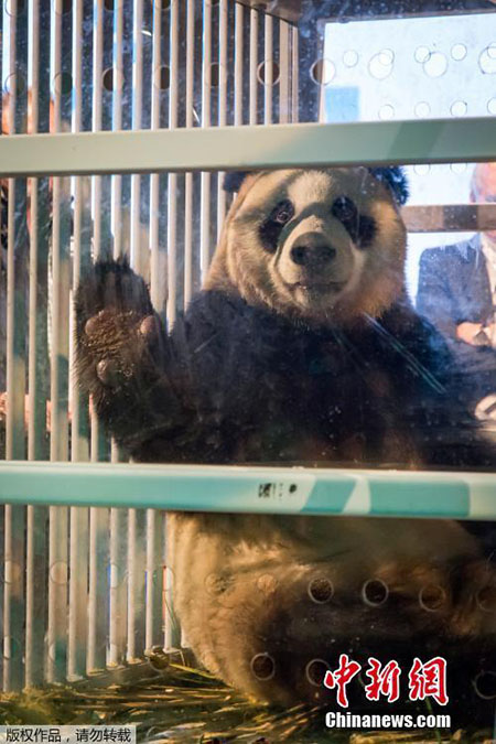 Filhotes de panda gigante se tornam estrelas na Holanda