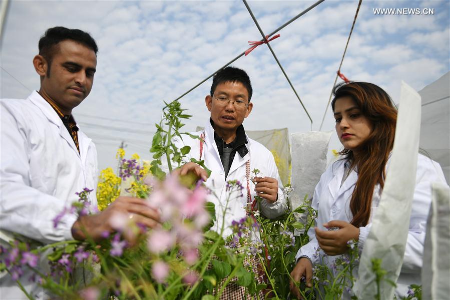 Casal paquistanês se dedica ao cultivo de flores de colza no leste da China