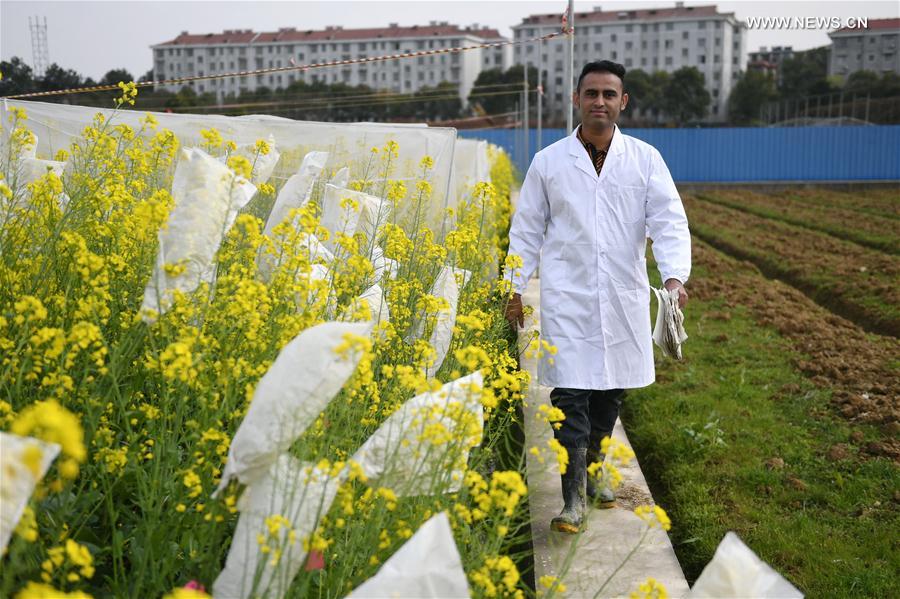 Casal paquistanês se dedica ao cultivo de flores de colza no leste da China