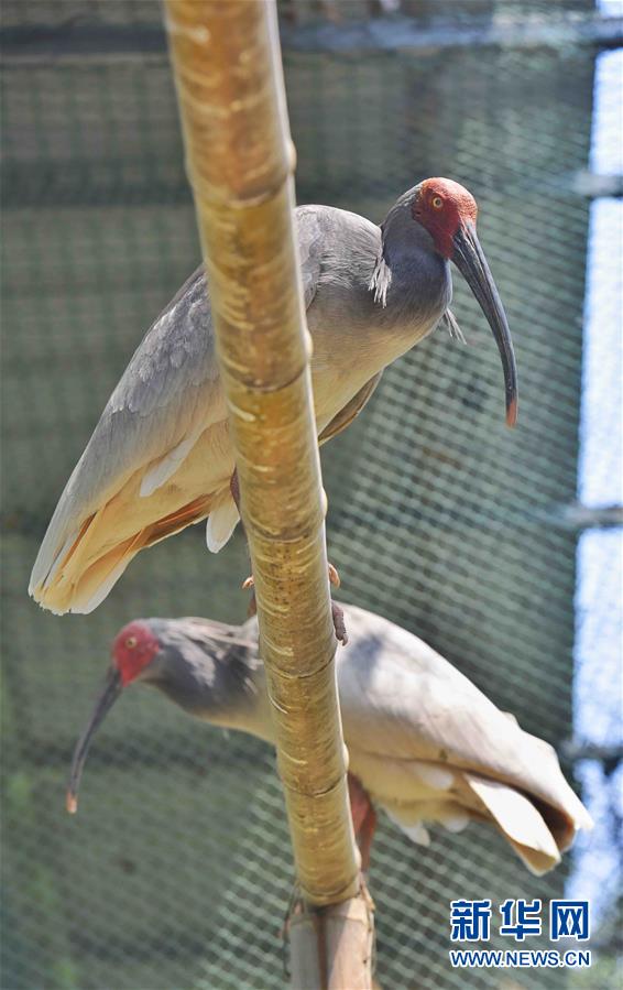 Duas aves íbis-de-crista nascem por incubação artificial no sudoeste da China