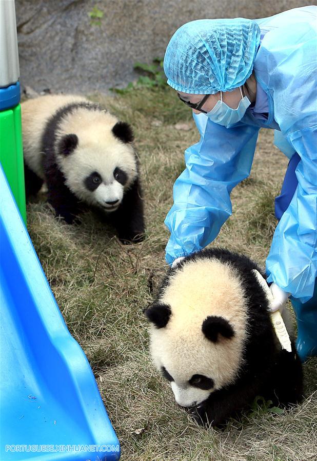 Filhotes de panda recebem nomes de 