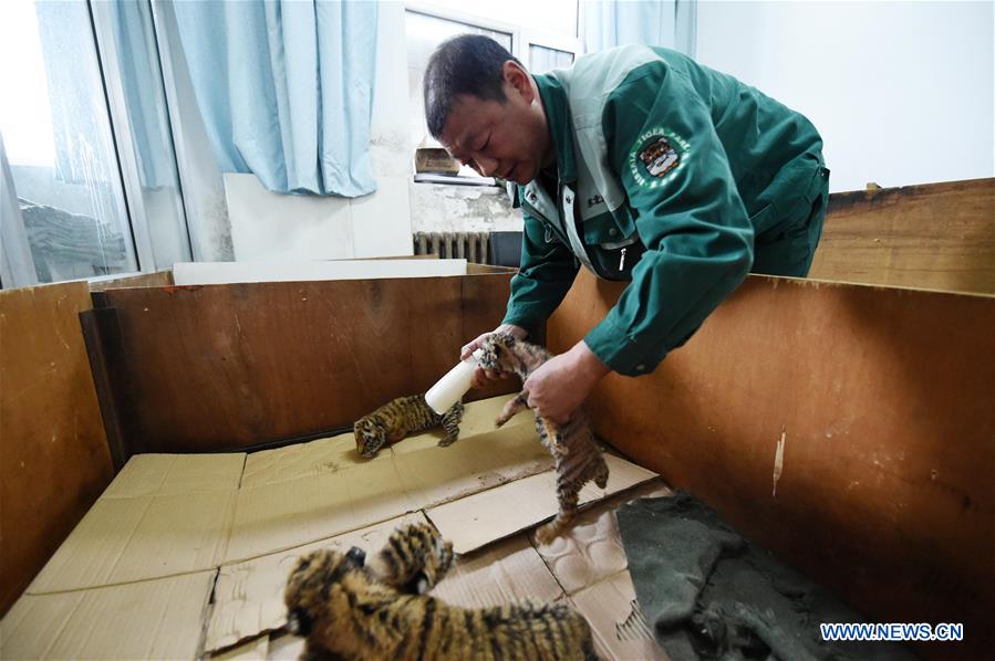 Mais de 50 tigres siberianos nascem em parque de proteção no nordeste da China