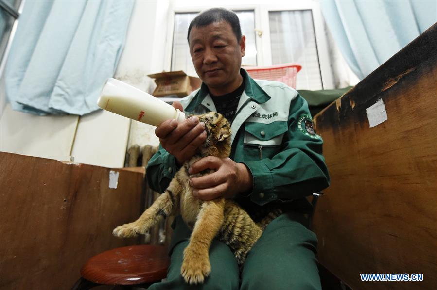 Mais de 50 tigres siberianos nascem em parque de proteção no nordeste da China