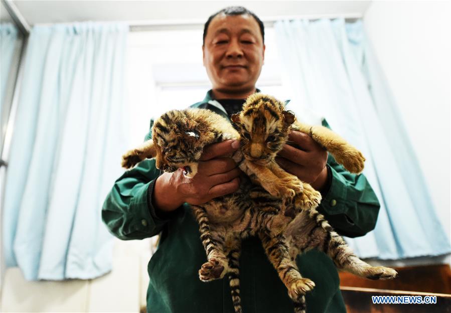 Mais de 50 tigres siberianos nascem em parque de proteção no nordeste da China