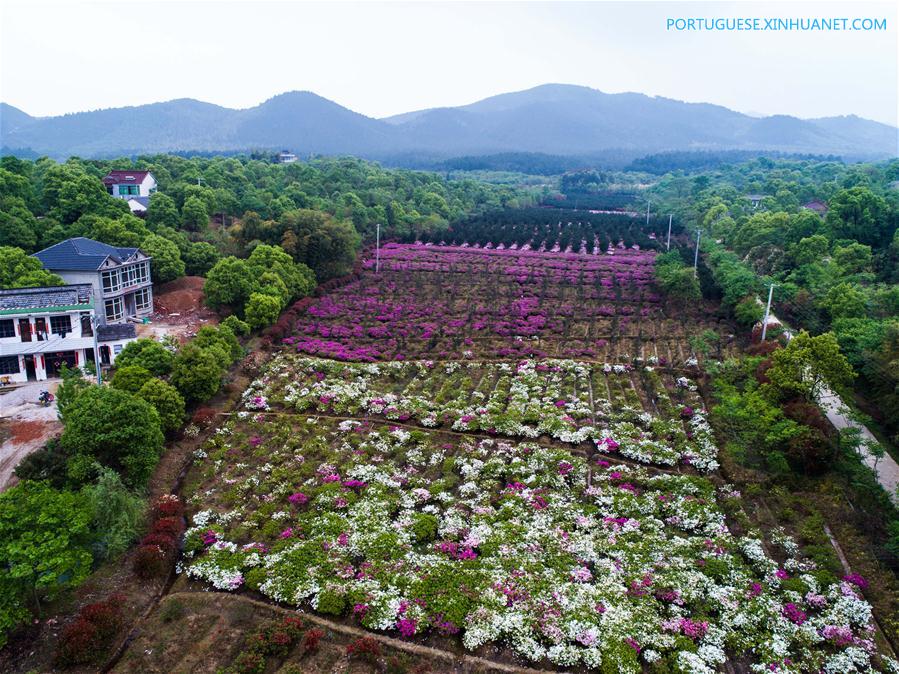 Flores de azaleia florescem em Zhejiang