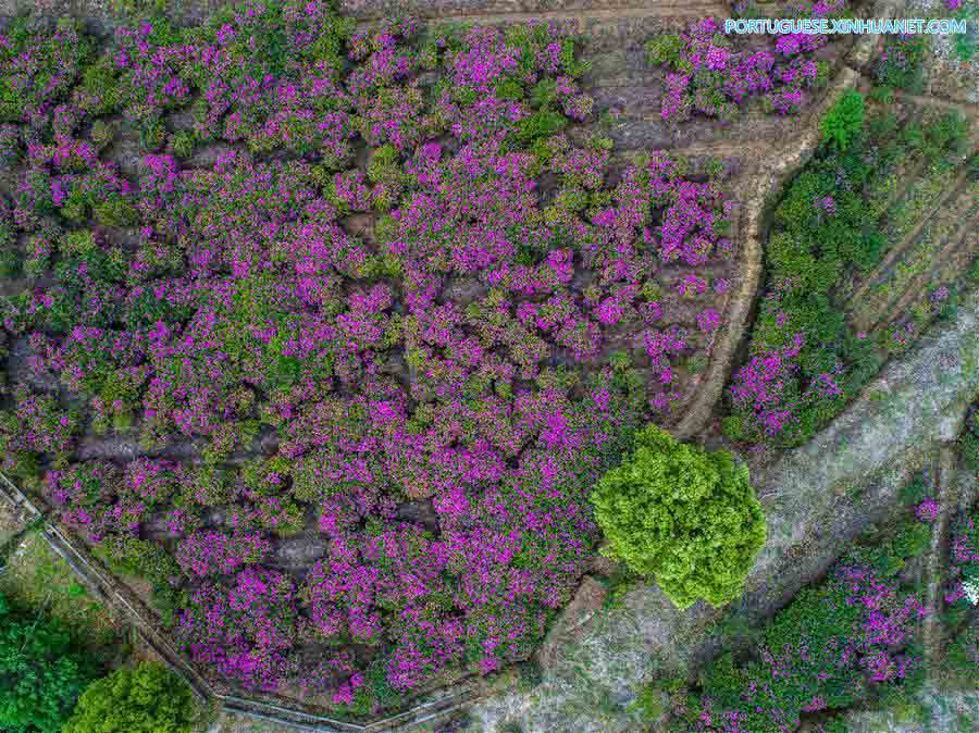 Flores de azaleia florescem em Zhejiang