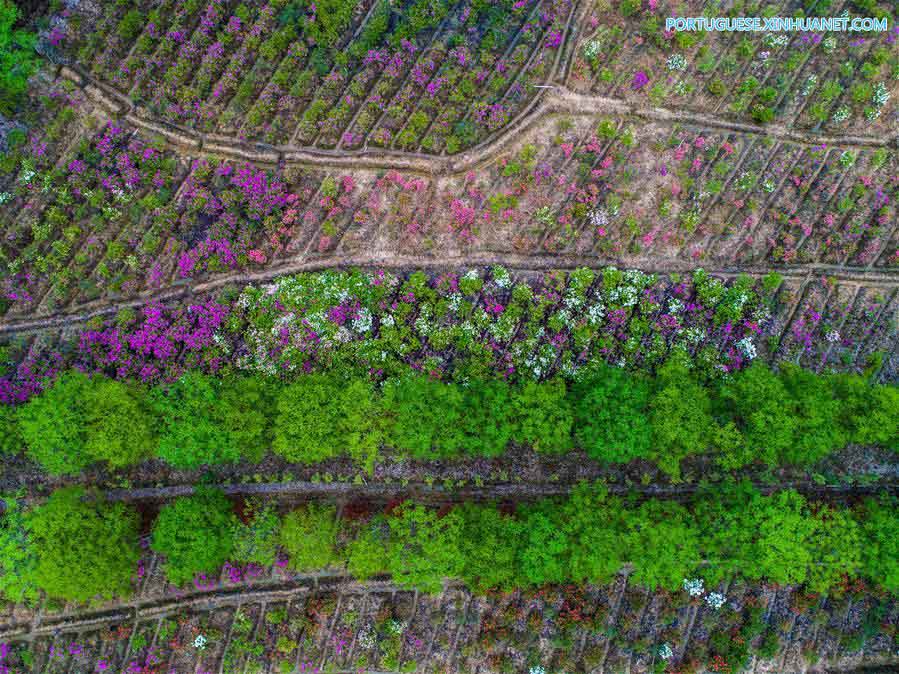 Flores de azaleia florescem em Zhejiang