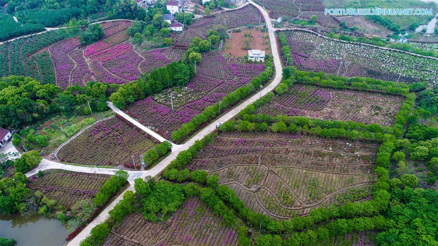 Flores de azaleia florescem em Zhejiang