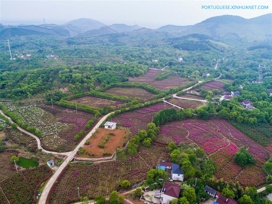 Flores de azaleia florescem em Zhejiang